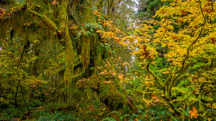 The Olympic Peninsula is home for gorgeous rain forests. Hoh Rain Forest, Olympic National Park, Washington state, USA