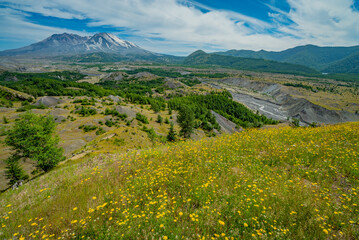 Amazing valley of flowers. White clouds are hovering over the large crater. Mount St Helens National Park, West Part, South Cascades in Washington State, USA