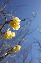 Light Yellow Flowers of Wintersweet in Full Bloom
