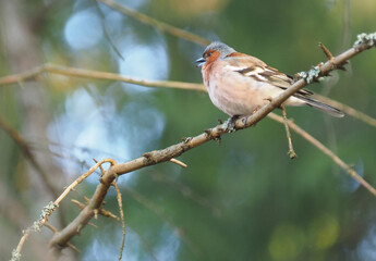 finch on tree branches in forest