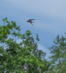 black swift flies in the forest