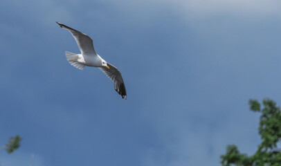 bird seagull flying in the sky