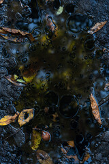 
making close-ups in the woods