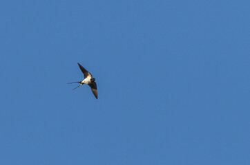 swallows in flight against a blue sky
