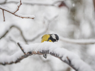 tit on the branch. winter
