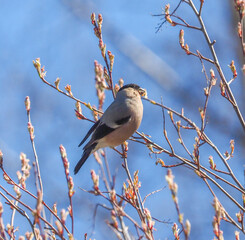 bullfinch on alder branches in the forest