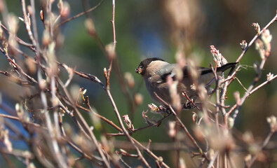 bullfinch on alder branches in the forest