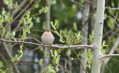 finch on tree branches in forest