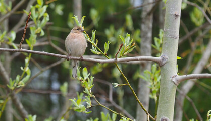finch on tree branches in forest