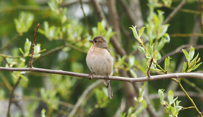 finch on tree branches in forest