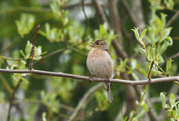 finch on tree branches in forest