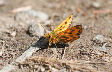 beautiful butterfly on the road