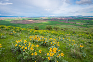 Wildflowers on Steptoe Butte state park, spring, Eastern Washington