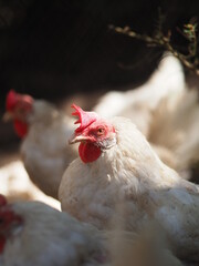 domestic chicken in a cage
