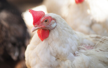 domestic chicken in a cage