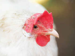 domestic chicken in a cage