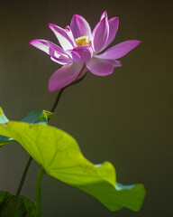 Closeup view of bright pink lotus nelumbo nucifera flower and green leaf on dark background