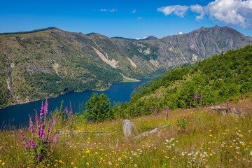 Beautiful flowers in the green grass on the river bank. South Coldwater Ridge, Mount St Helens National Park, West Part, South Cascades in Washington State, USA © khomlyak