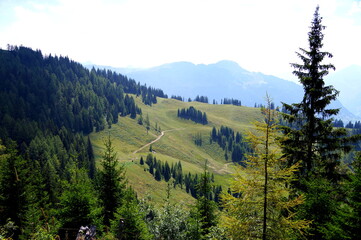 Auf einem Berg mit Bergwiese und Nadelbäumen und bläulichem Berg im Hintergrund