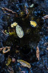 
making close-ups in the woods