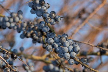 sloe berries, blackthorn