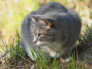 gray fluffy cat in the forest