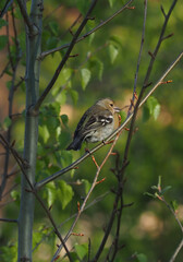 finch on tree branches in forest