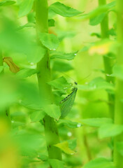 lacewing insect on the leaves. summer