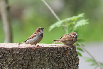 sparrows in the park. summer