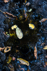 
making close-ups in the woods