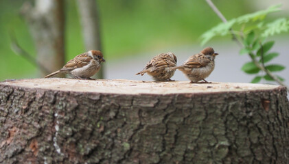 sparrows in the park. summer