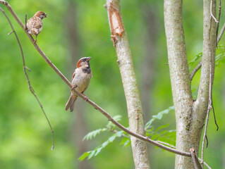 sparrows in the park. summer