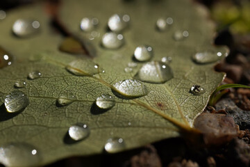 water droplets on a leaf