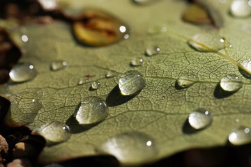 water droplets on a leaf
