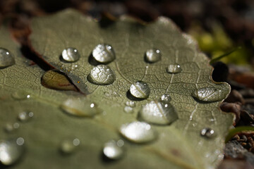 water droplets on a leaf