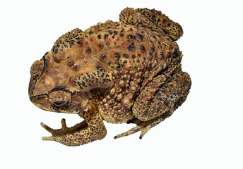 Yellow-brown Thai toad with black spots, rough and poisonous skin, in white plastic buckets. 