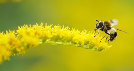 fly on a golden rod