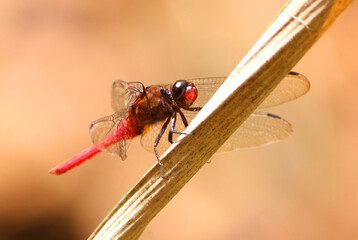 dragonfly on a leaf