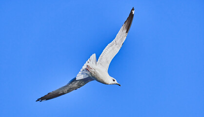 beautiful seagull in flight. Summer