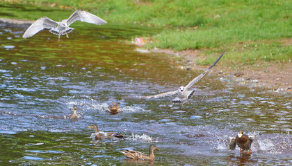beautiful seagull in flight. Summer