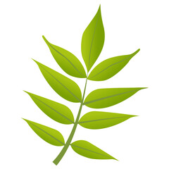 
Hickory leaves are autumn leaves in green color 
