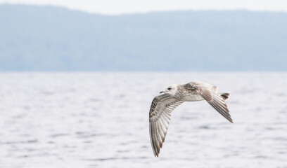 seagull on the river bank. summer