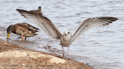 Fototapeta na wymiar seagull on the river bank. summer