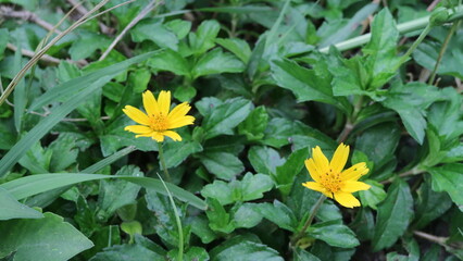yellow flower in the garden
