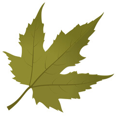 Fototapeta premium Green colored maple leaf is an autumn leaf also called foliage leaf 