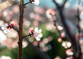 blossom in spring
