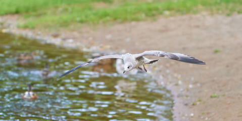 beautiful seagull in flight. Summer