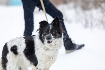 dog with thick shaggy coat stands on snow near leg of man. Man and his pet walk in forest on fine winter day. Copy space