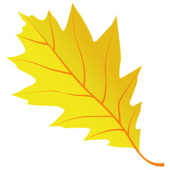 
An oak leaf is a autumn leaf in yellow color 
