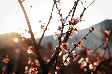 cherry blossom in the spring